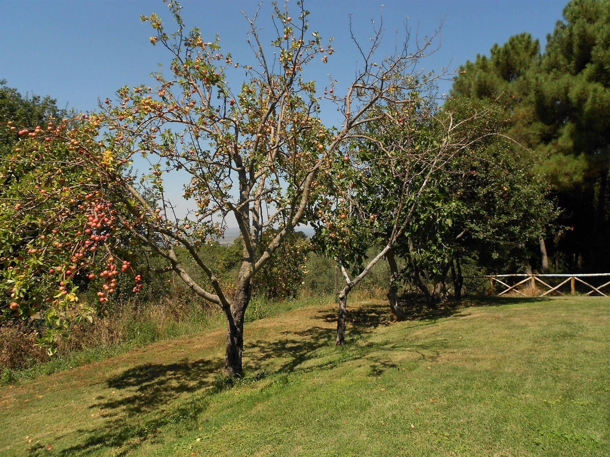 La Meridiana Strana Bed & Breakfast Viterbo Exterior photo